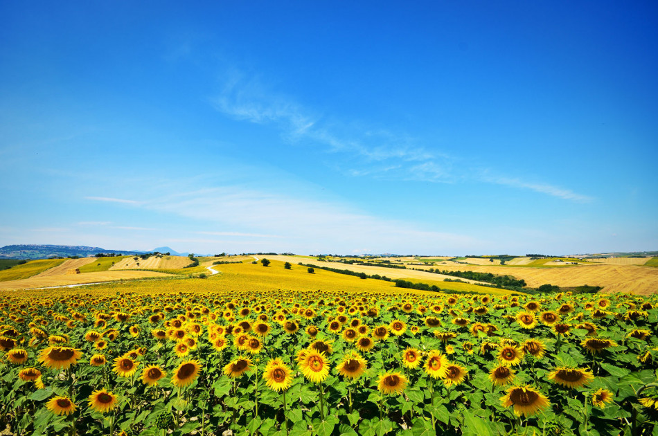 Le Marche - Zonnebloemenvelden