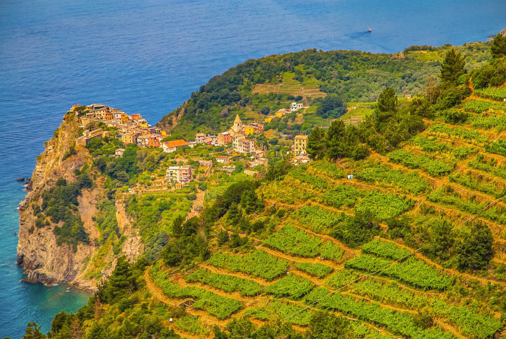 Cinqueterre - Ligurie - wijngaarden