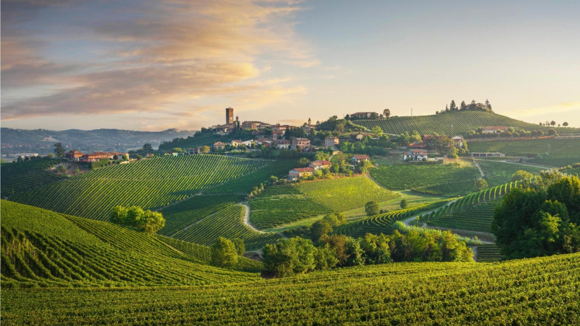 Barbaresco Piemonte wine en panorama