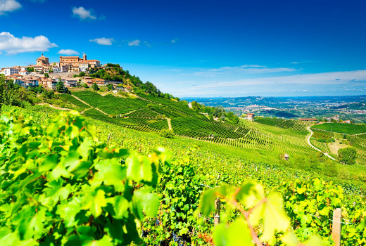 Werelderfgoed - Unesco - Piemonte - Langhe - Roero - Wijngaarden