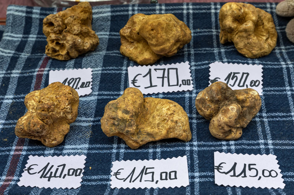Witte truffel - Piemonte - experience