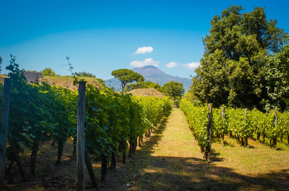 Wijngaard - Vesuvius - Campania