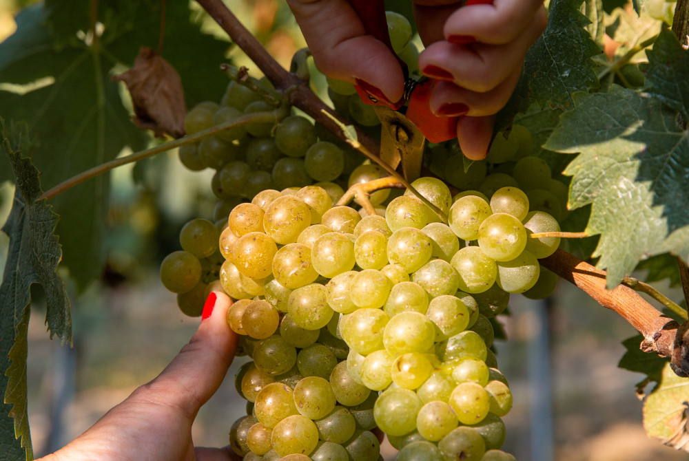 Moscato d'Asti druiven