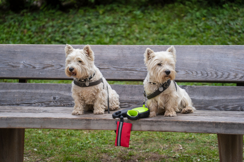 Honden op bankje in park