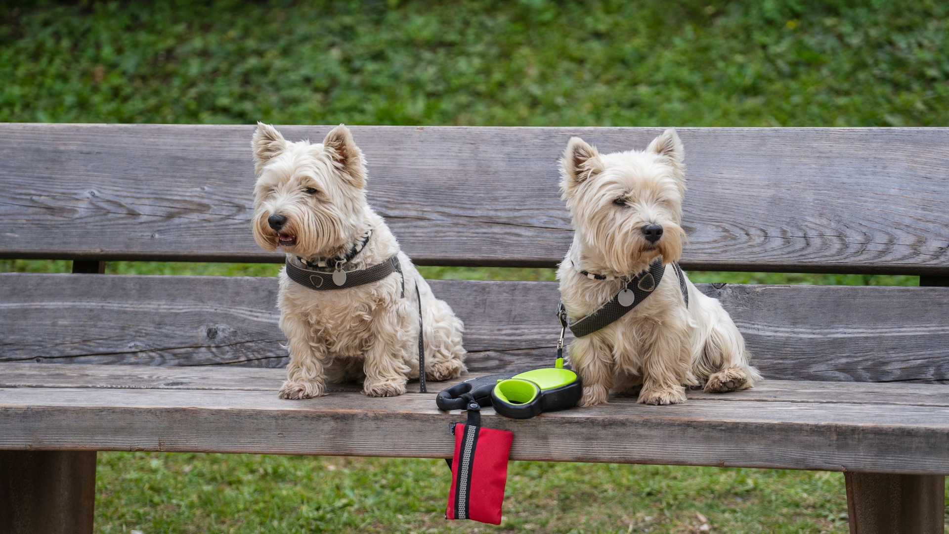 Honden op bankje in park