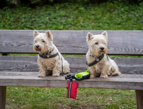 Honden op bankje in park
