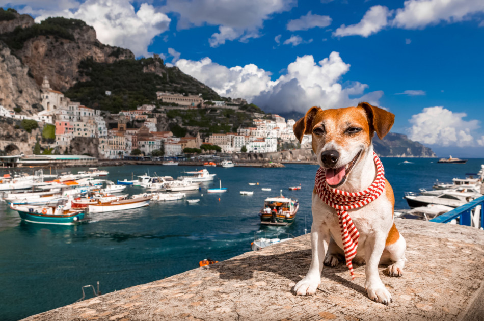 Hond - Italië - Hond mee op vakantie - Jack Russel