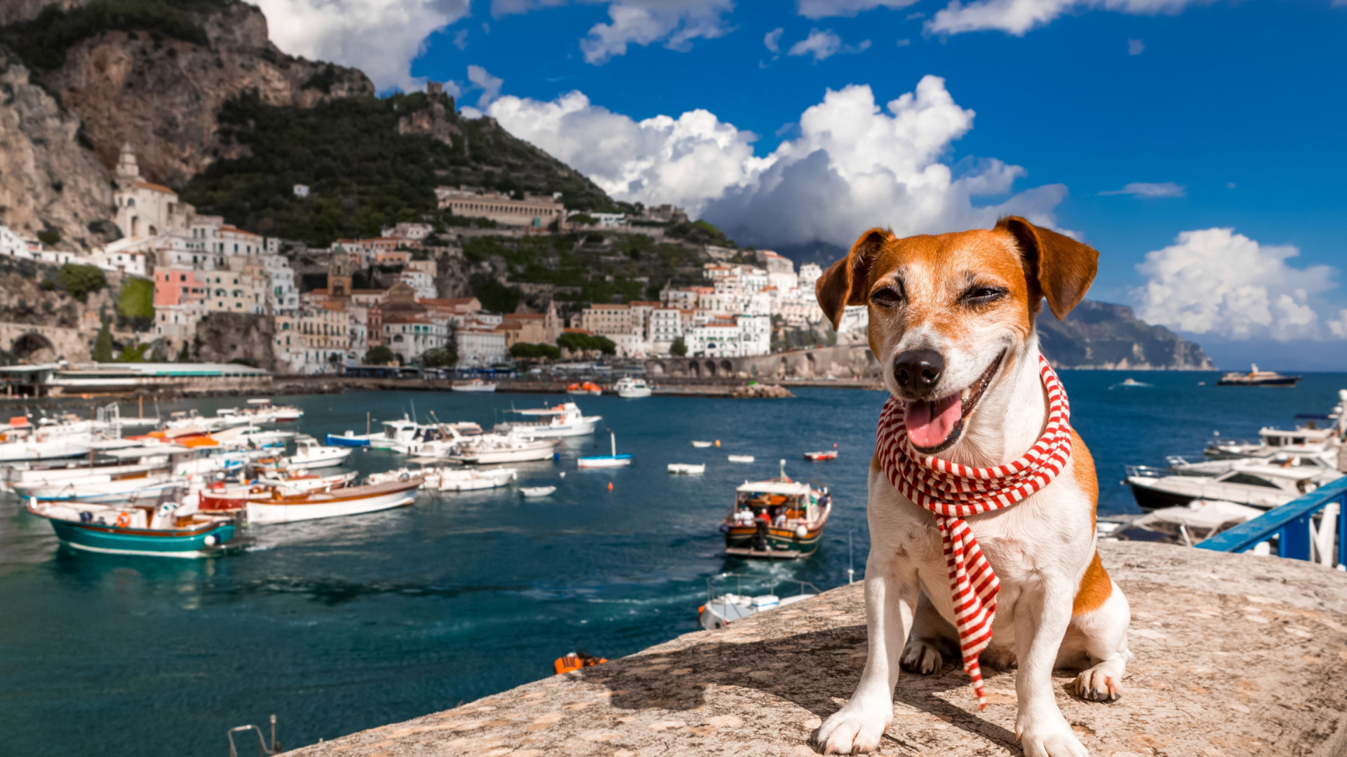Hond - Italië - Hond mee op vakantie - Jack Russel