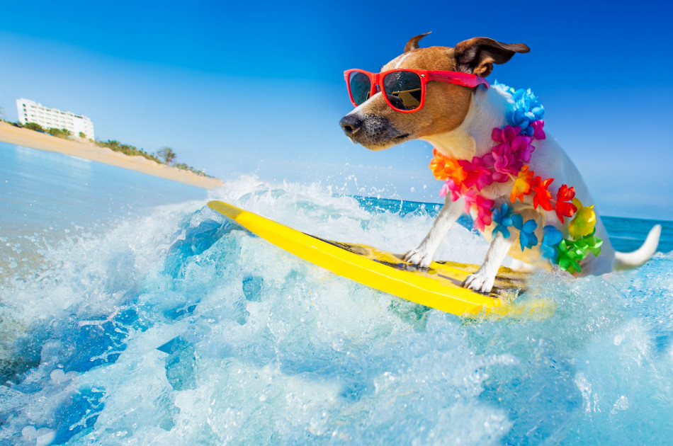 Hond - Strand - Zee - Surfen - Hond mee op vakantie