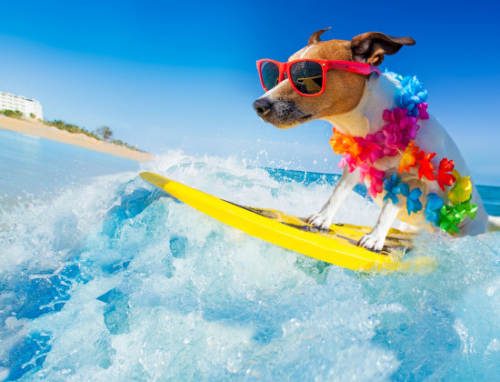 Hond - Strand - Zee - Surfen - Hond mee op vakantie