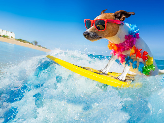 Hond mee op vakantie naar • • Italmania