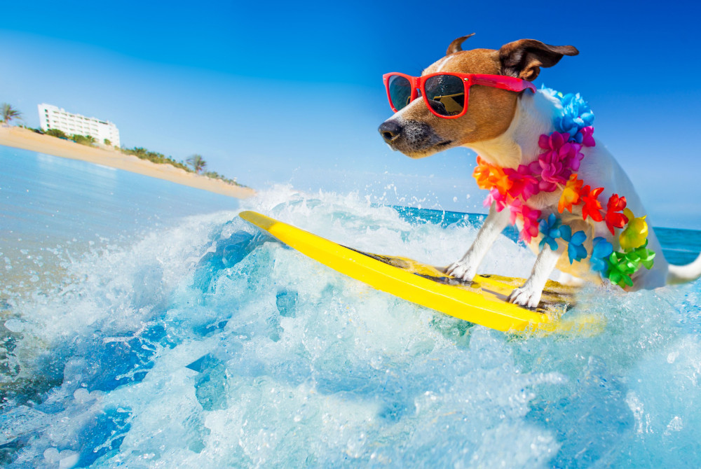 Hond - Vakantie - surfen - zee - hawaii