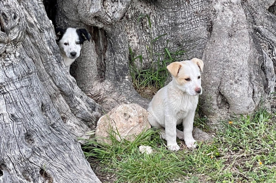 Puglia - Olijfboom - honden - pups