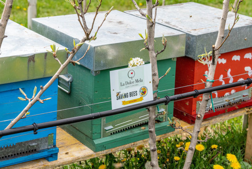 Bijen Bijenkasten Save the Bees - Trentino