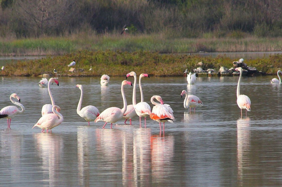 Flamingo's - Puglia - regionale natuurreservaat "Salina dei Monaci"