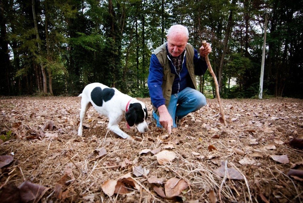 Truffel - Truffels zoeken - Truffelhond - Experience