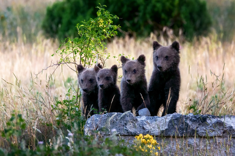 Abruzzen - beren - welpjes