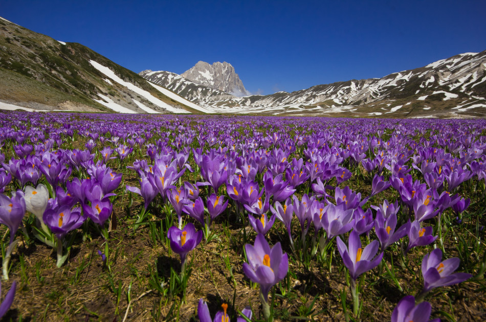 Abruzzen - safraankrokussen - veld met op achtergrond besneeuwde bergen