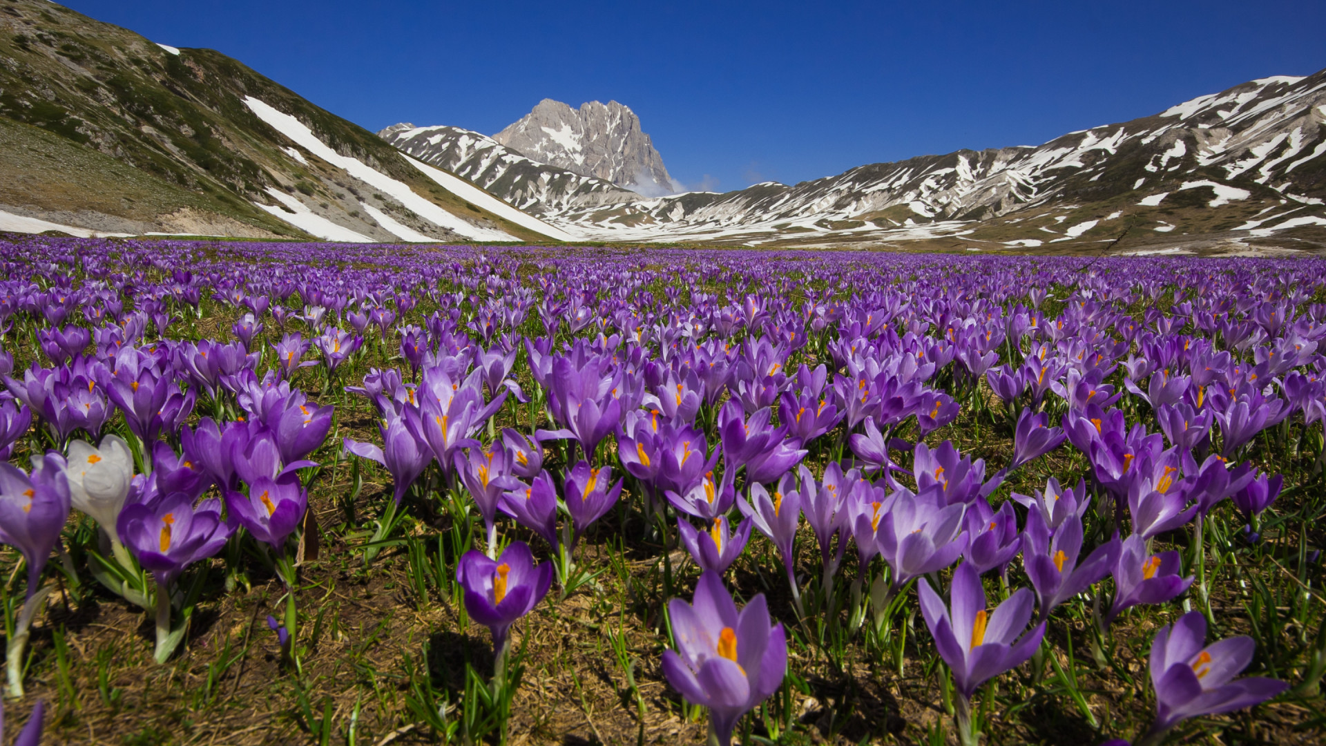 Abruzzen - safraankrokussen - veld met op achtergrond besneeuwde bergen