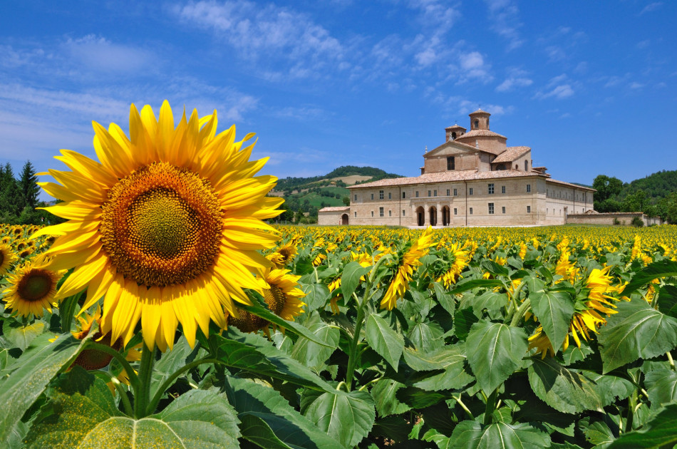 Le marche - veld zonnebloemen - boerderij op achtergrond