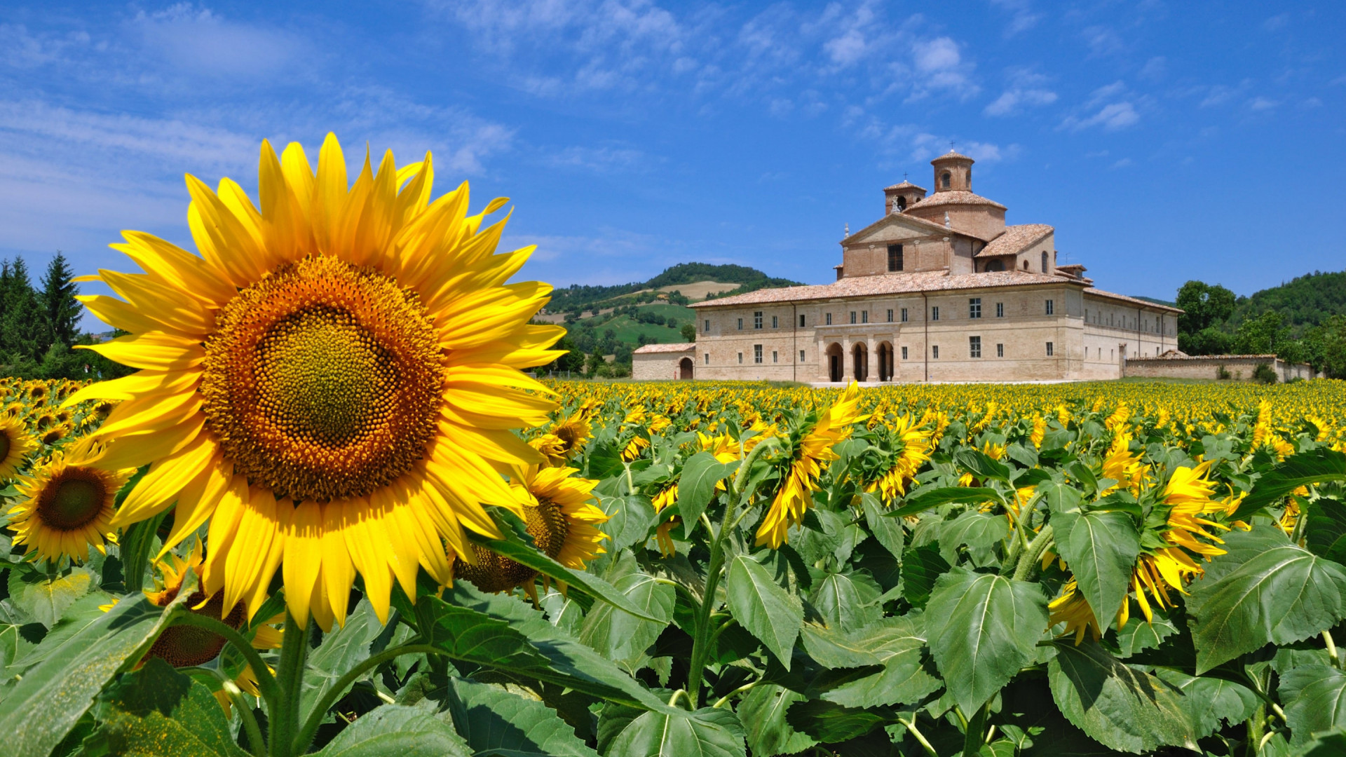 Le marche - veld zonnebloemen - boerderij op achtergrond