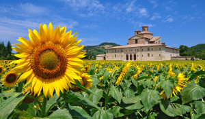 Le marche - veld zonnebloemen - boerderij op achtergrond