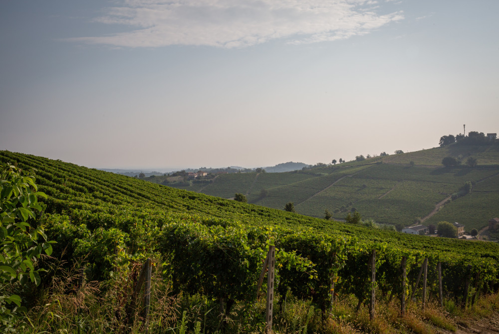 Moscato d'Asti Wijnstokken - Landschap