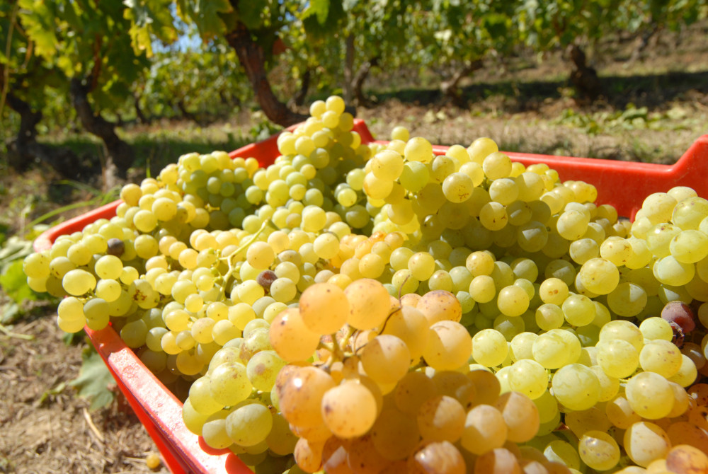 Moscato d'Asti druiven