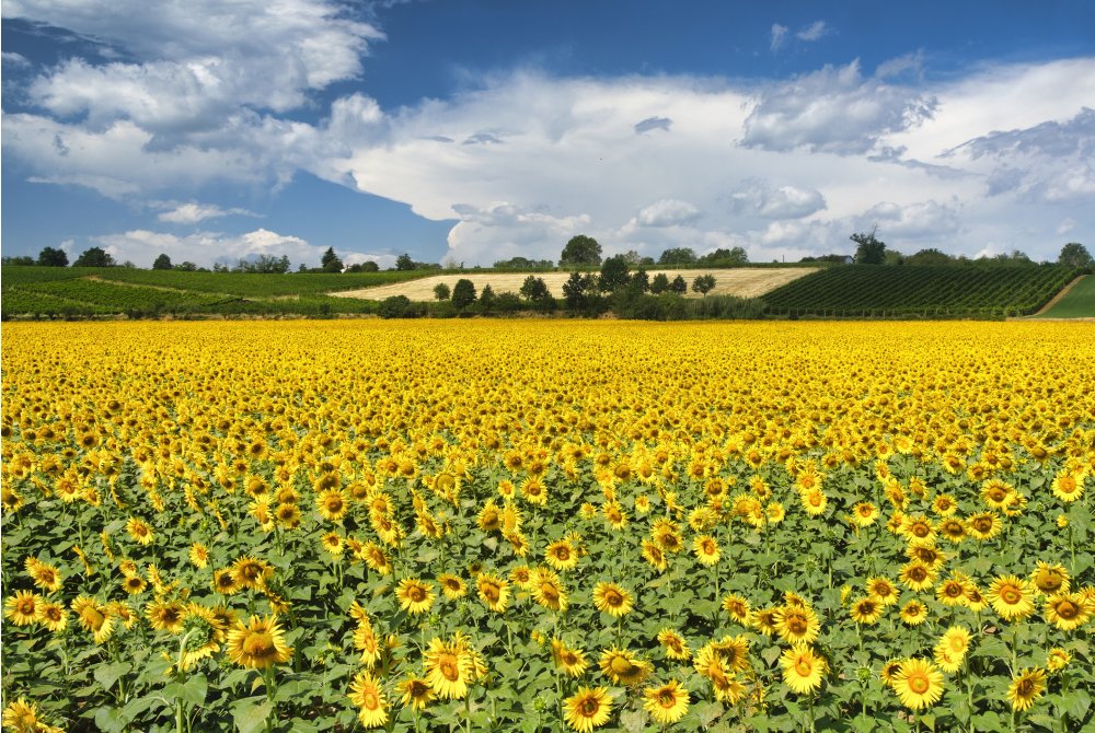 Emilia Romagna - zonneblomenveld