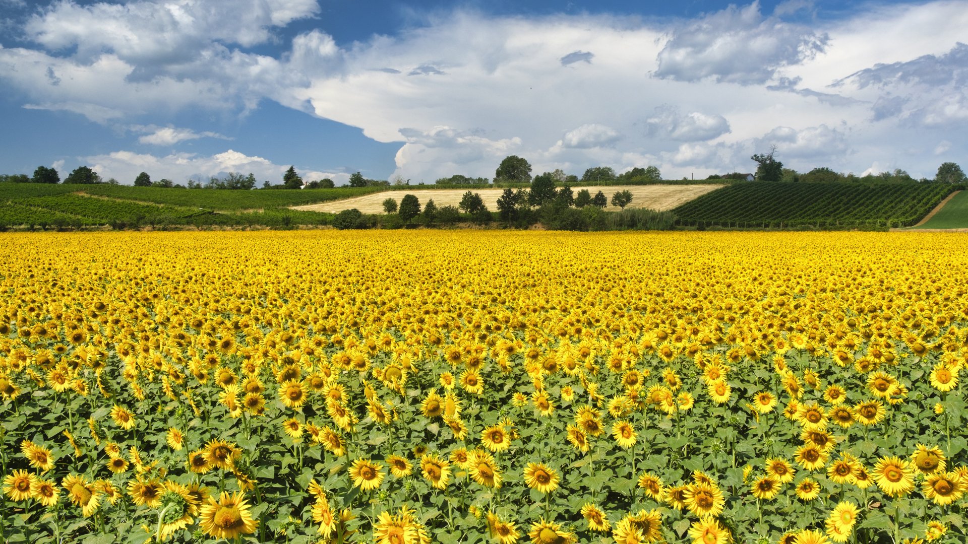 Emilia Romagna - zonneblomenveld