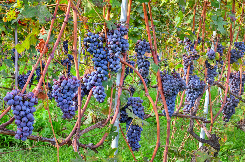 Piemonte - Wijngaarden - Druiven - Rood