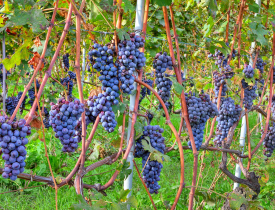 Piemonte - Wijngaarden - Druiven - Rood