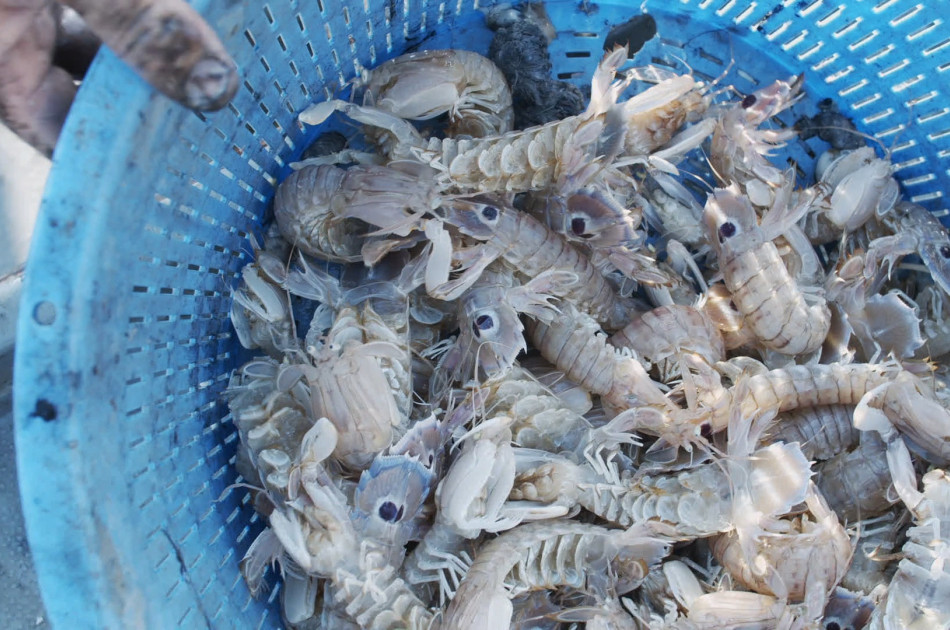 Le Marche - Monte Conero - Strand - Zee - schaaldieren - Cicale - Mantis garnalen