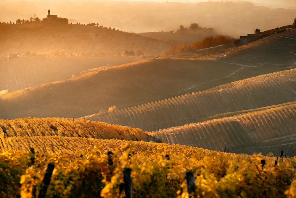 Landschap Piemonte - Druivenstokken - wijngaard najaar