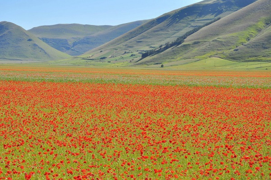 Umbrie - piano-grande-castelluccio-sibillini - velden met klaprozen