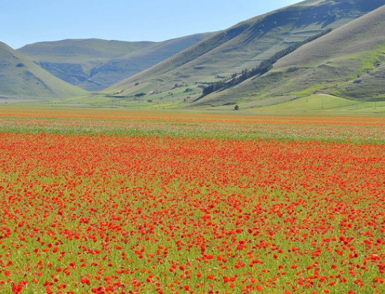 Umbrie - piano-grande-castelluccio-sibillini - velden met klaprozen
