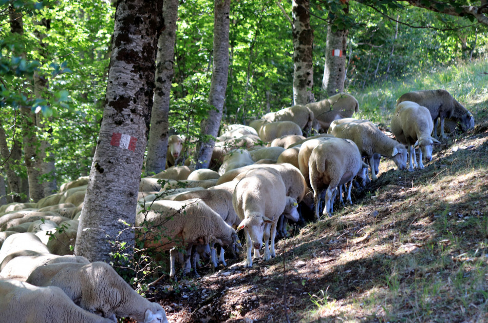 Abruzzen - Schapen in bos
