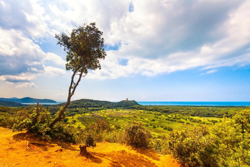 Panoramic view of Maremma Regional Park also known as Uccellina Park. Tree, forest and sea coast. Tuscany, Italy Europe.