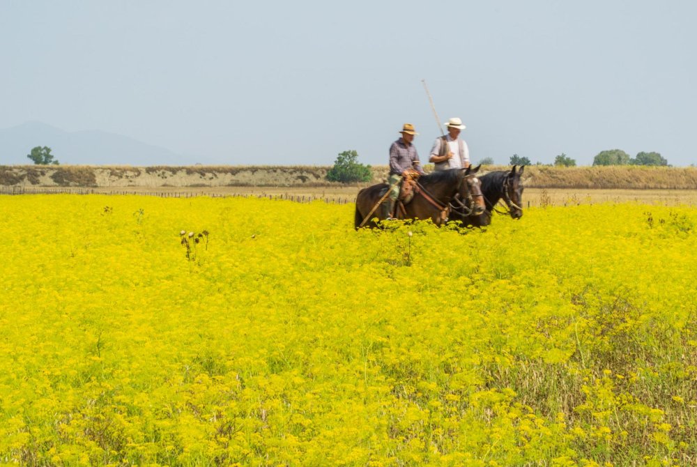Italy Tuscany Alberese Maremma Natural Park called Uccellina two cowboys cross a field in rapeseed on horseback