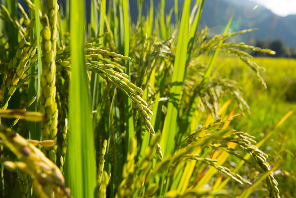 Rijst - Piemonte