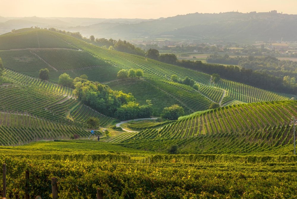 Roero - Piemonte - Wijngaarden