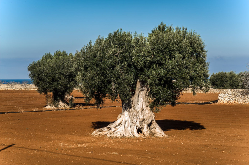 Olijfboom Puglia - Ulivi Secolari