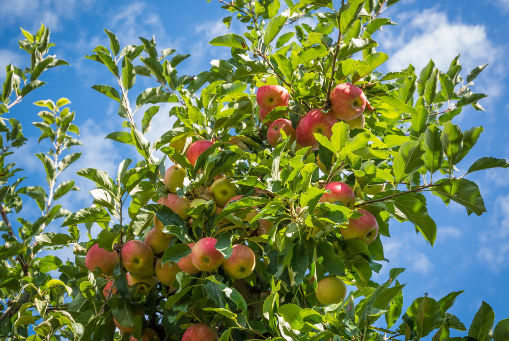 Trentino - Appelboomgaard - Appels