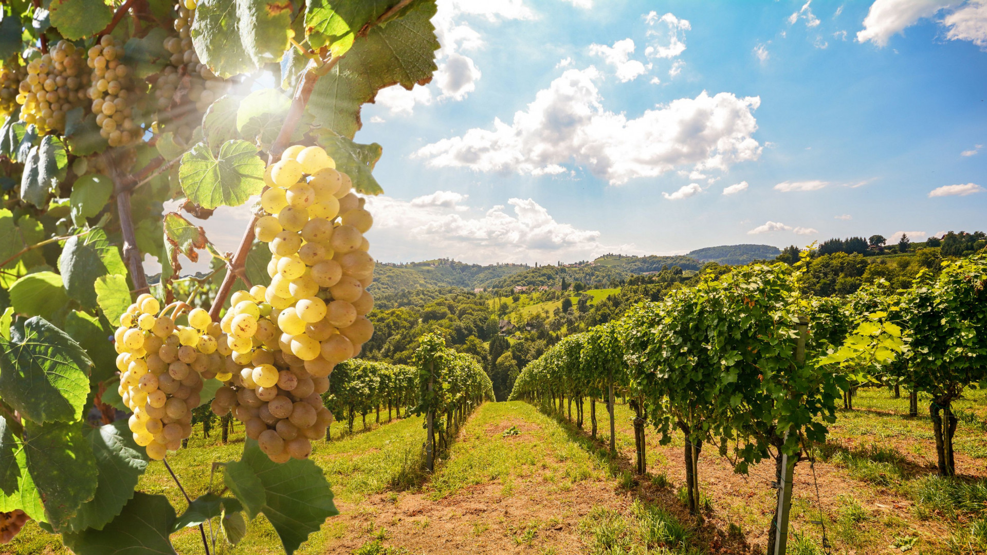Piemonte - Wijngaarden - Druiven - Wit