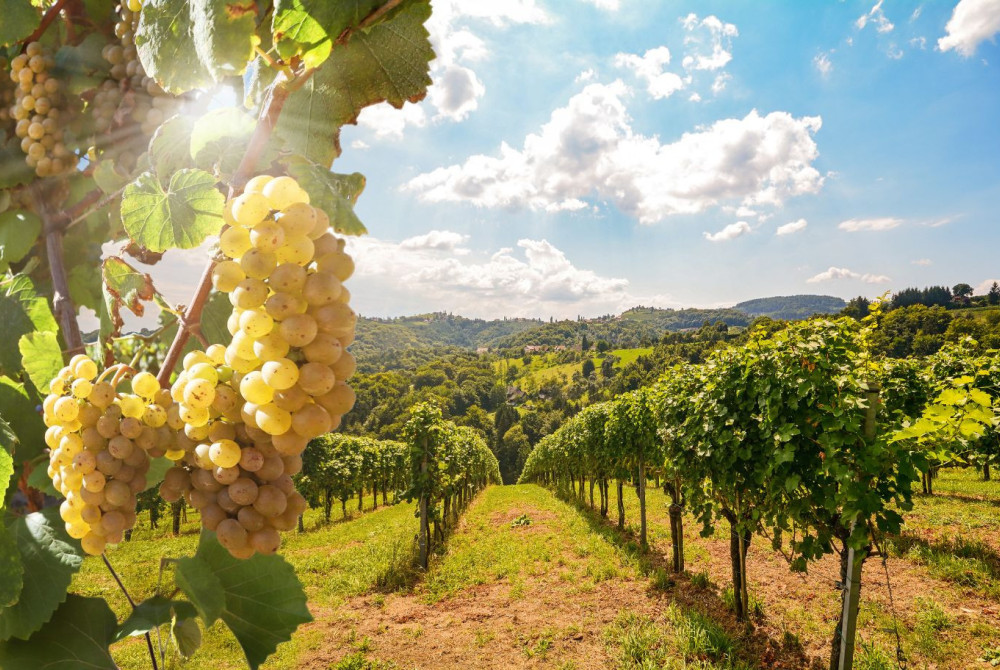 Nazomeren - Piemonte - Agriturismo - wijn - druiven - Unesco - Werelderfgoed