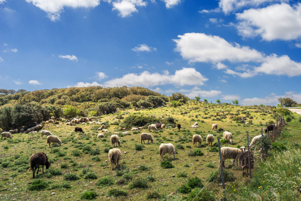 Sardinie - schapen - kudde - groen landschap - blauwe lucht met wolken