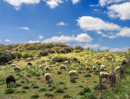 Sardinie - schapen - kudde - groen landschap - blauwe lucht met wolken